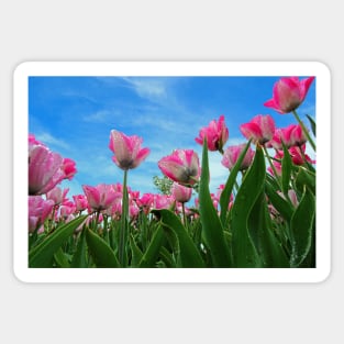 Pink Tulip Fields Sticker